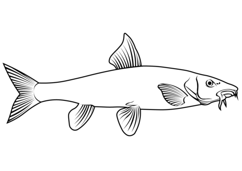 Common Barbel (Barbus Barbus) Coloring Page